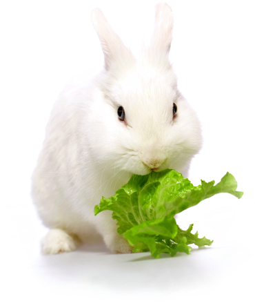 Baby rabbit eating lettuce